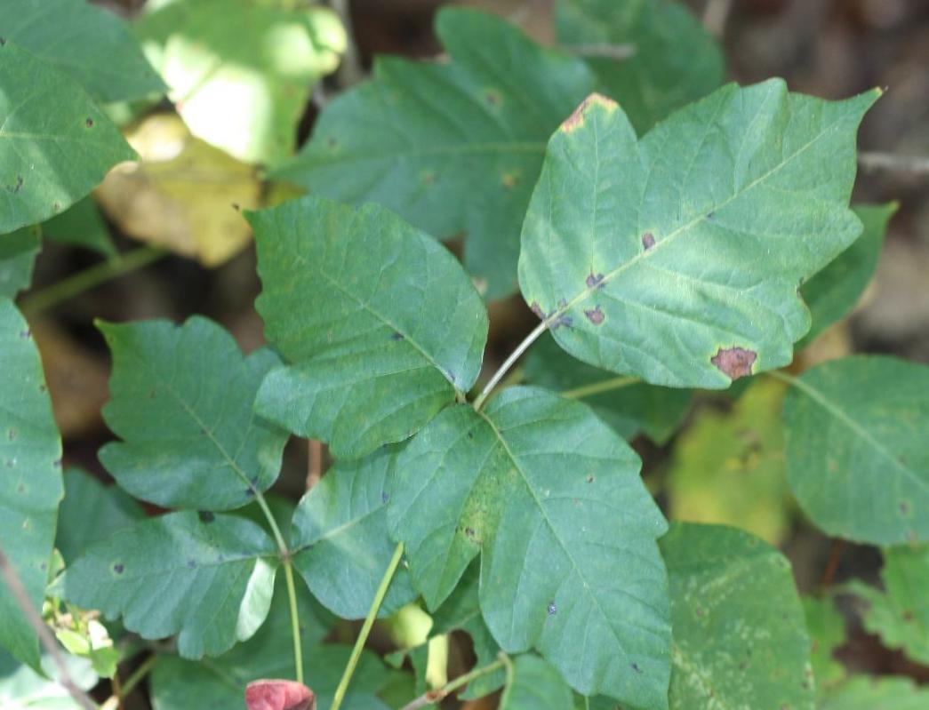 Poison Ivy with lobed leaf mar
